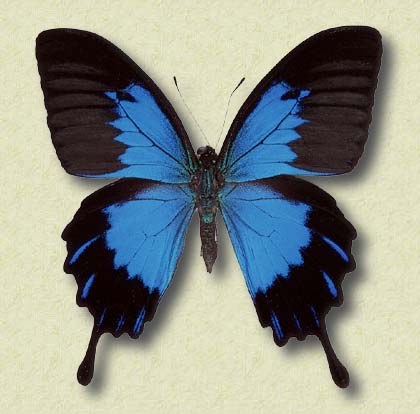 Papilio Ulysses telegonus