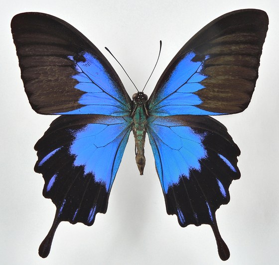 Papilio ulysses