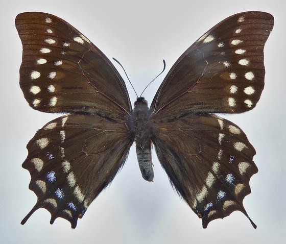 Papilio warscewiczi