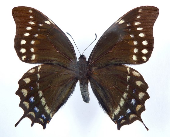 Papilio warscewiczi