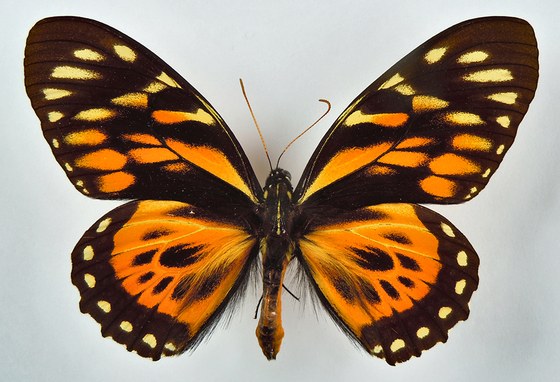 Papilio zagreus