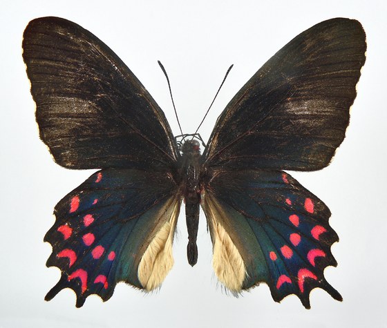 Parides photinus