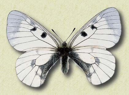 Parnassius mnemosyne L.