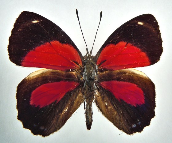 Paulogramma peristea
