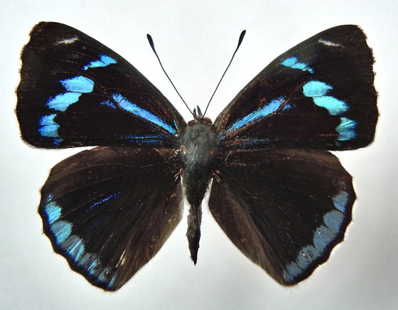 Perisama priene