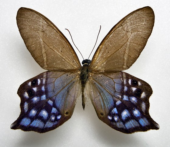 Pierella dracontis