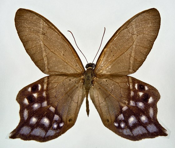 Pierella dracontis