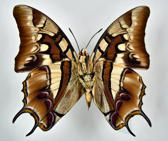 Poyura schreiberiz