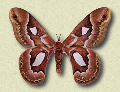 Rothschildia jacobeae