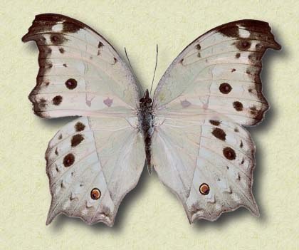 Salamis aethiops