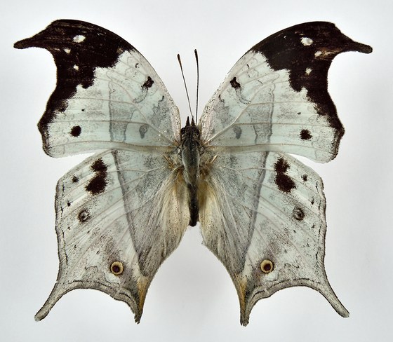 Salamis duprei