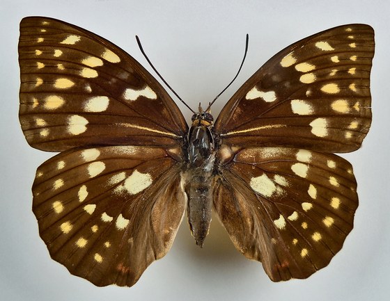 Sasakia charonda