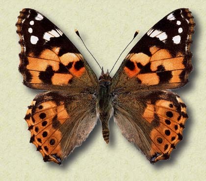Saturnia pavonia L.