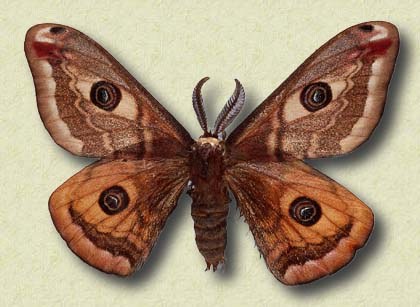 Saturnia pavonia L.