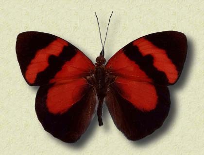 Tememis pulchra Hew. s.sp. dilutior Fruhst.