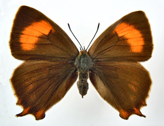 Thecla betulae