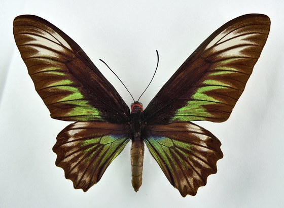 Trogonoptera brookiana
