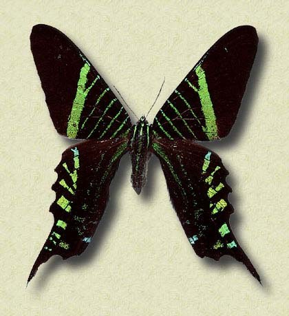 Urania leilus