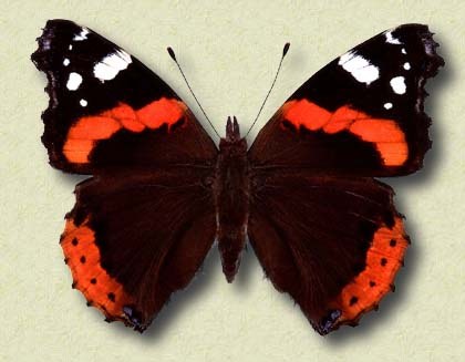 Vanessa atalanta