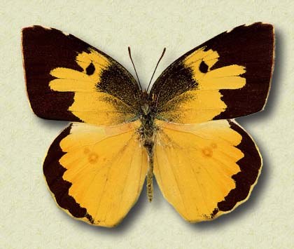 Zerene cesonia
