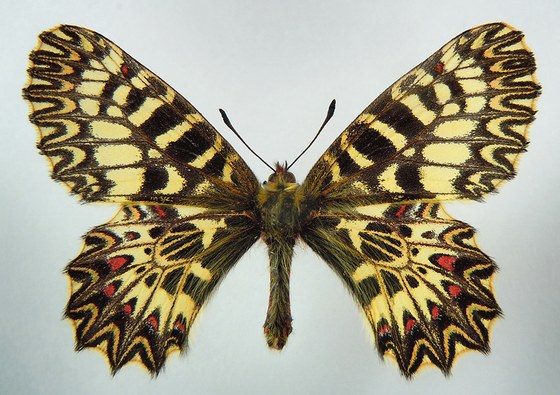 Zerynthia polyxena