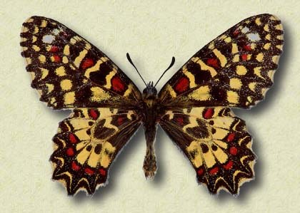 Zerynthia rumina L.