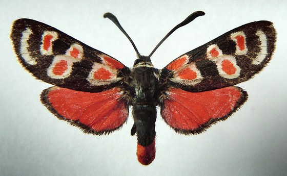 Zygaena occitanica