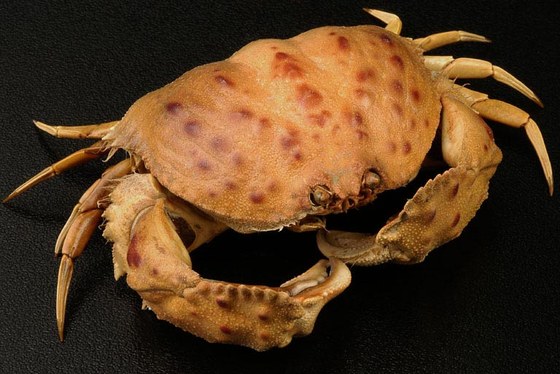 Calappa granulata