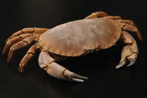 Cancer pagurus