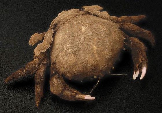 Dromia personata