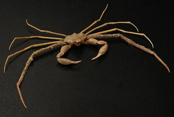 Inachus dorsettensis