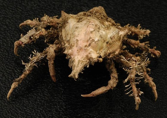 Pisa nodipes