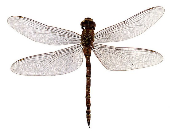 Aeshna cyanea