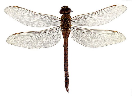 Aeshna juncea