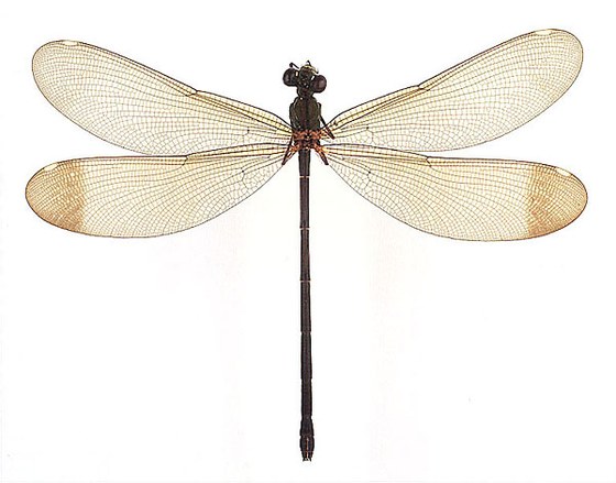 Calopteryx haemorrkoidalis