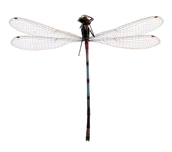 Coenagrion puella