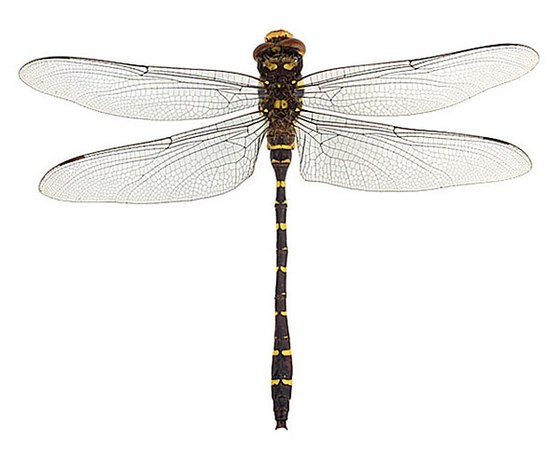 Cordulegaster boltoni