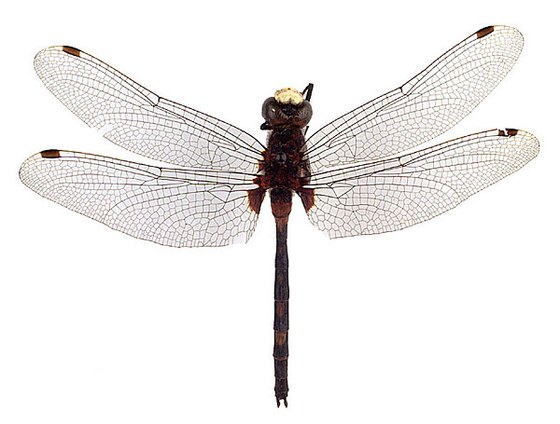Leucorrhinia dubia