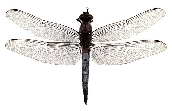 Orthetrum cancellatum