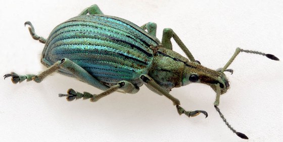 Celebia