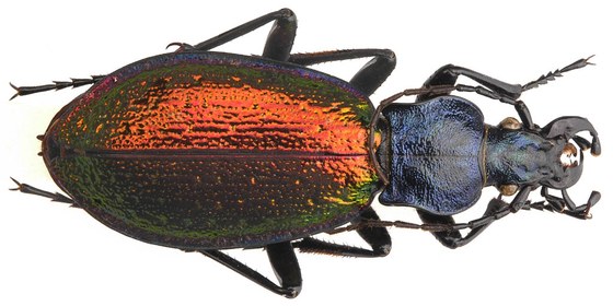 Chrysotribax