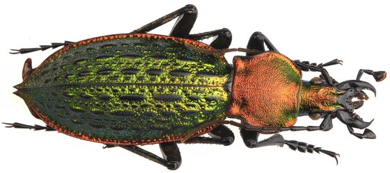 Coptolabrus