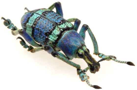 Eupholus