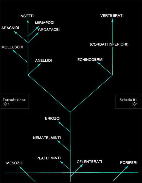 Albero filogenetico