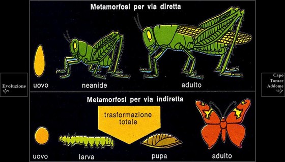 Biologia degli insetti