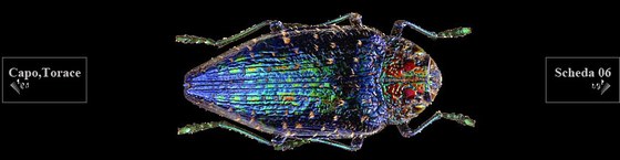 Coleotteri