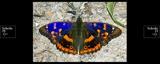 Colorazione