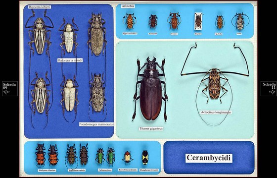 Cerambycidi
