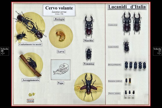 Cervo volante