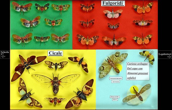Cicale